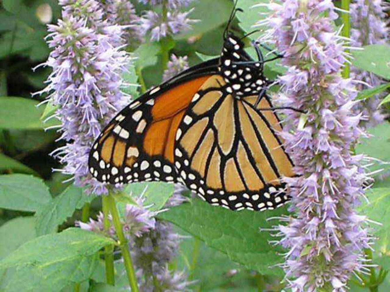 500 PURPLE ANISE HYSSOP Blue Giant Licorice Mint Agastache Foeniculum Herb Seeds