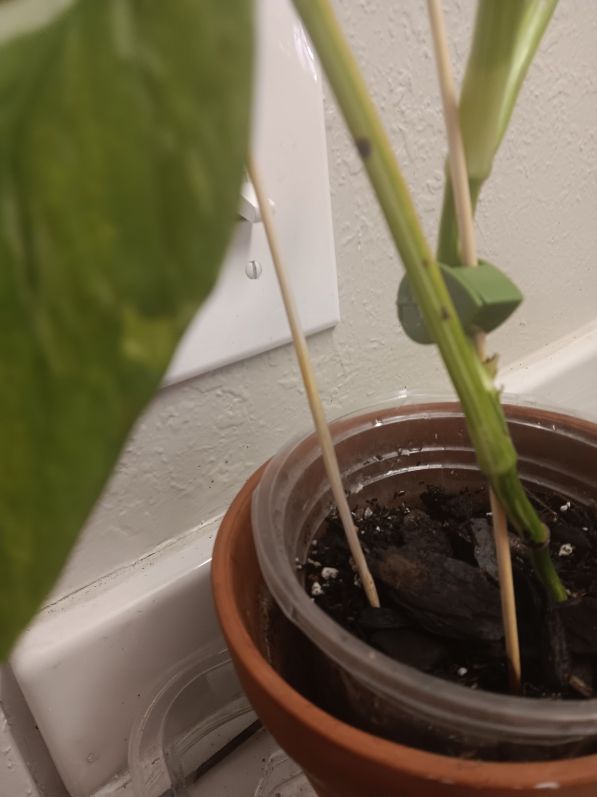Monstera Lechleriana Fully Established Live PLANT 🪴 BEAUTY
