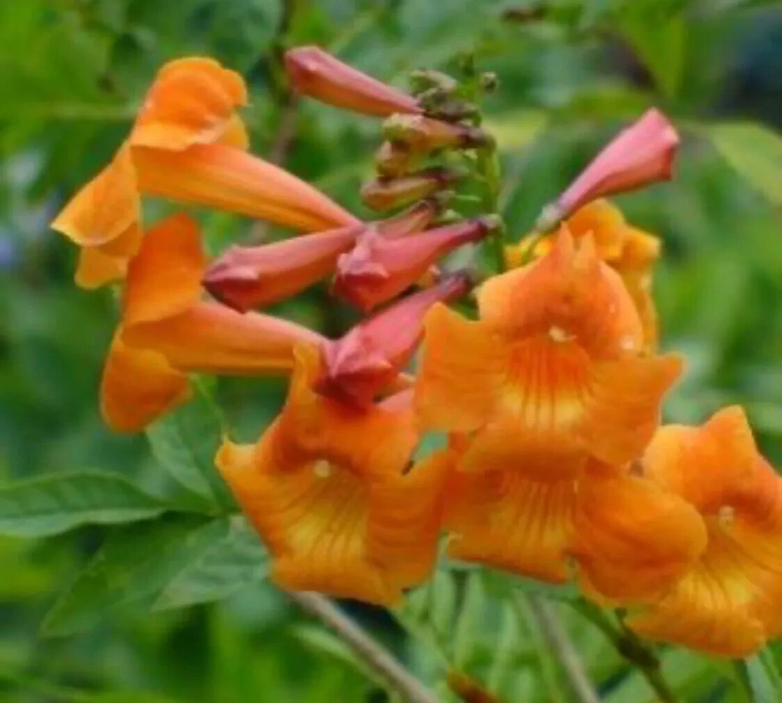 50+ Orange Trumpet Vine Seeds (Campsis radicans) Showy Crepper Flower Free S&H