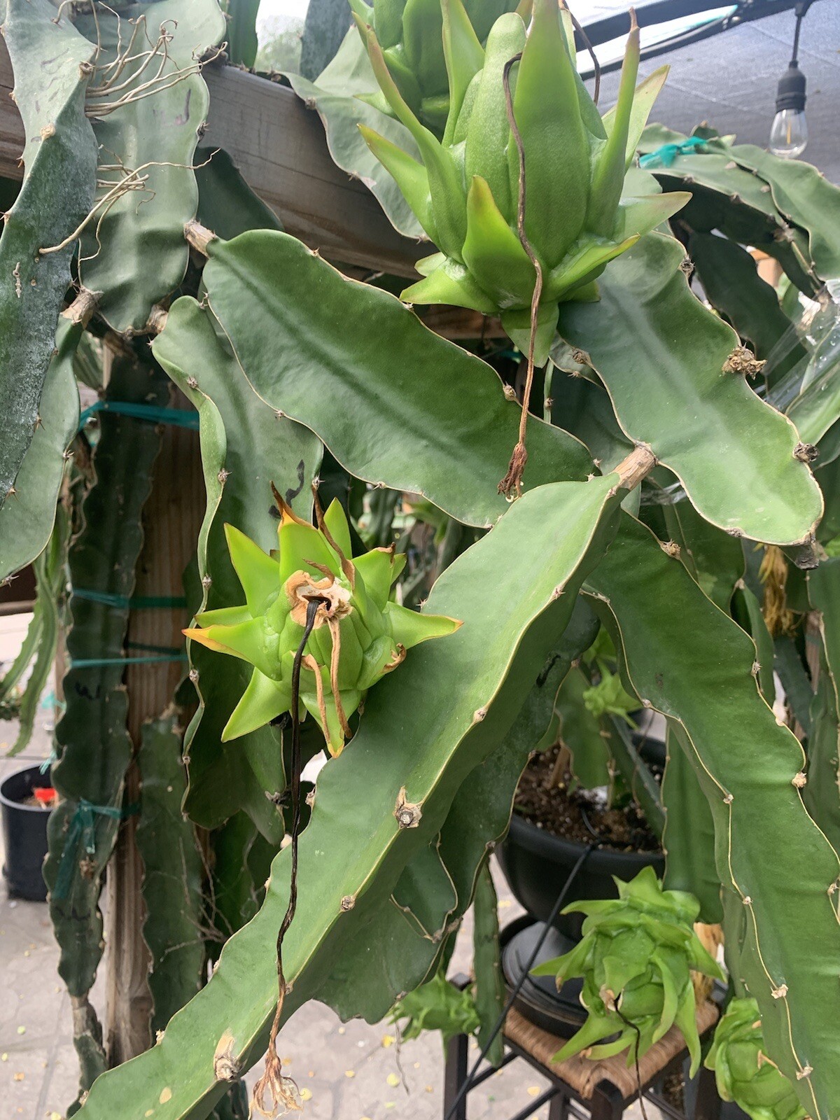 3 Dragon Fruit, Cutting From 8-12 Inches