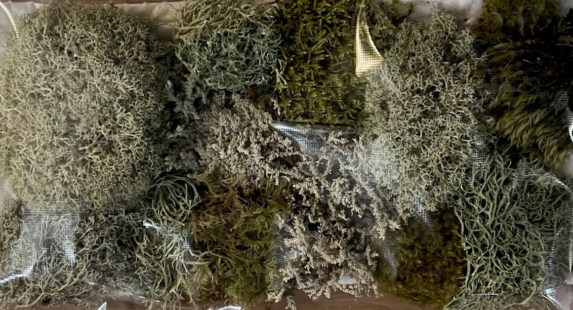 live fresh moss and lichen terrarium decorations center pieces