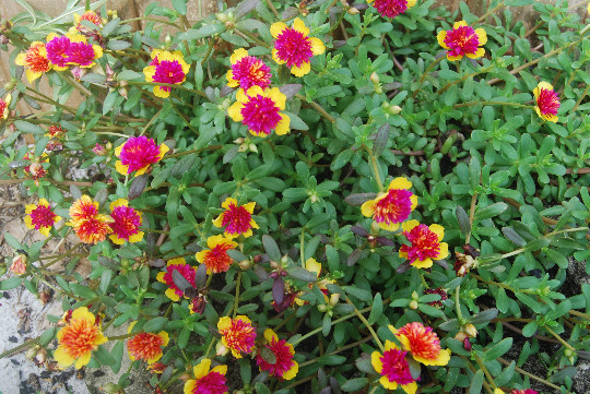 Cinderella Fairy Tale Purslane – Double Guava – Portulaca Oleracea