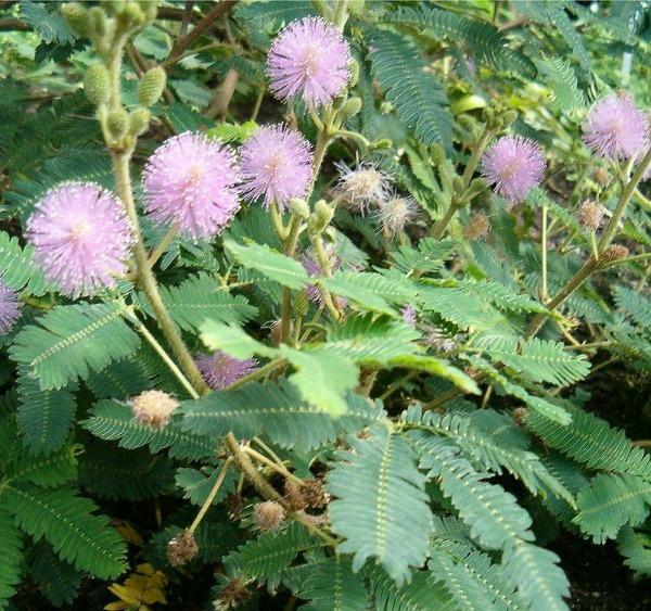 Mimosa pudica | Sensitive or Sleepy Plant | 150 Seeds