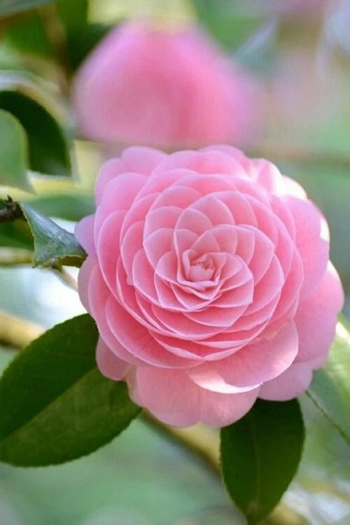 Otome~~Camellia Japonica-Live Starter Plant -Highly Variable Blooms!