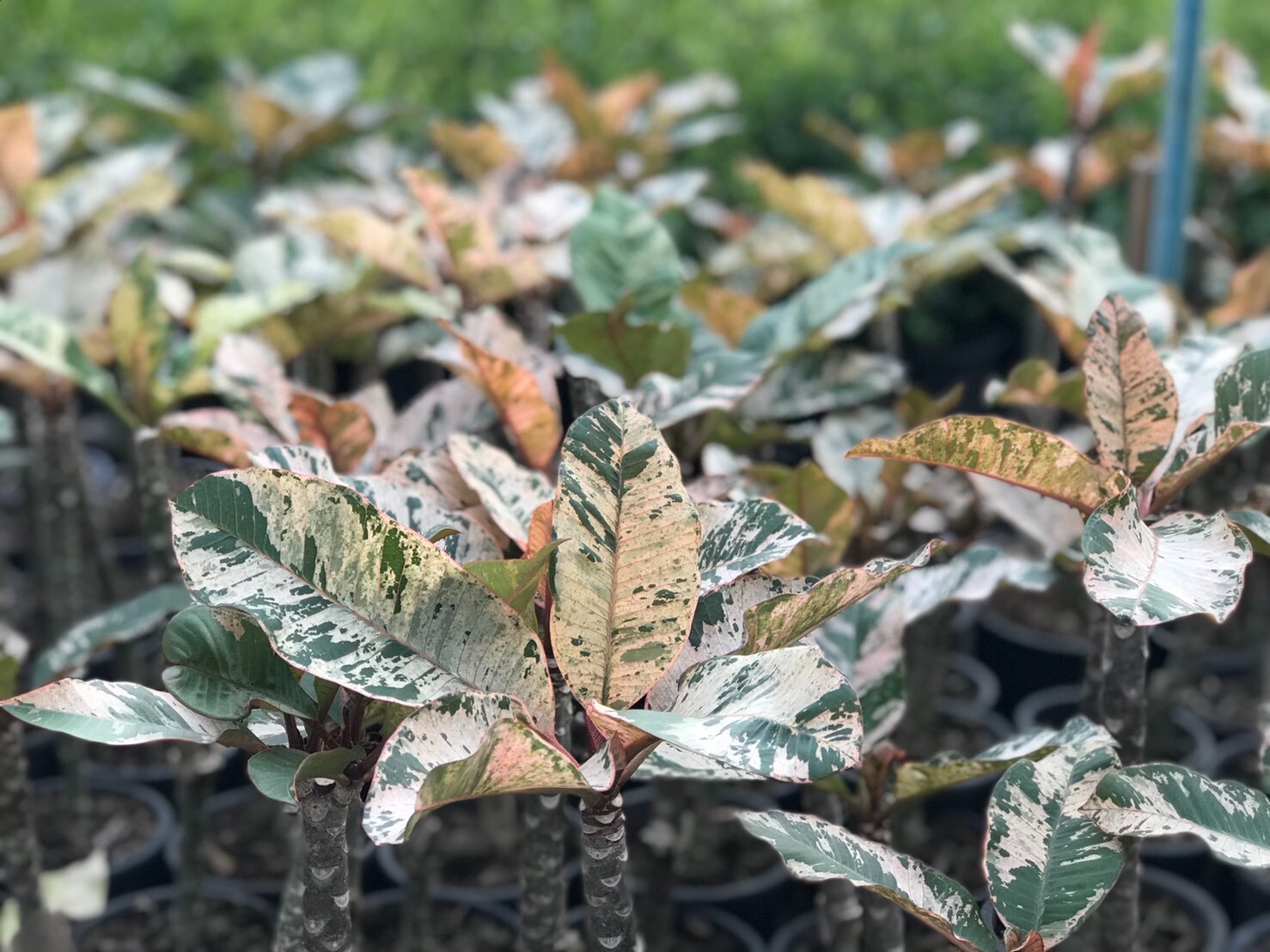 Red Blooming Variegated Leaf Plumeria rubra Frangipani Plant – ROOTED & GRAFTED