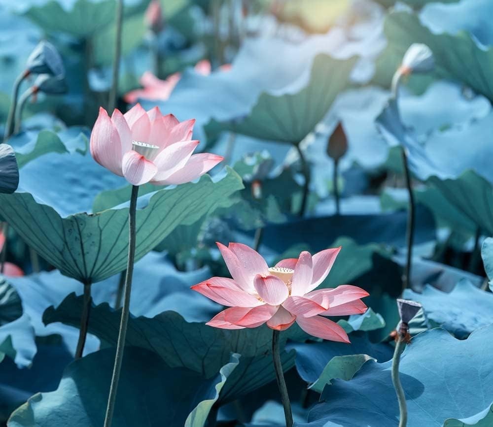 30PCS Non-GMO Bonsai Lotus Seeds for Gorgeous Aquatic Gardens – Easy Planting