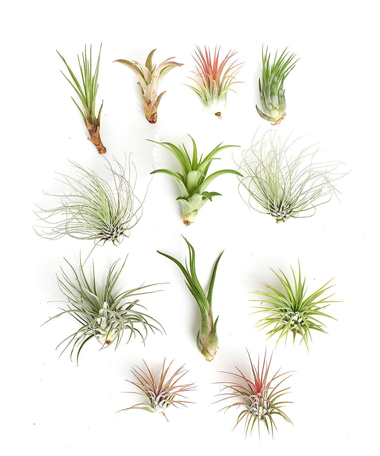 Shop Succulents | Assorted Collection of Tropical Tillandsia Air Plant Kit, H…
