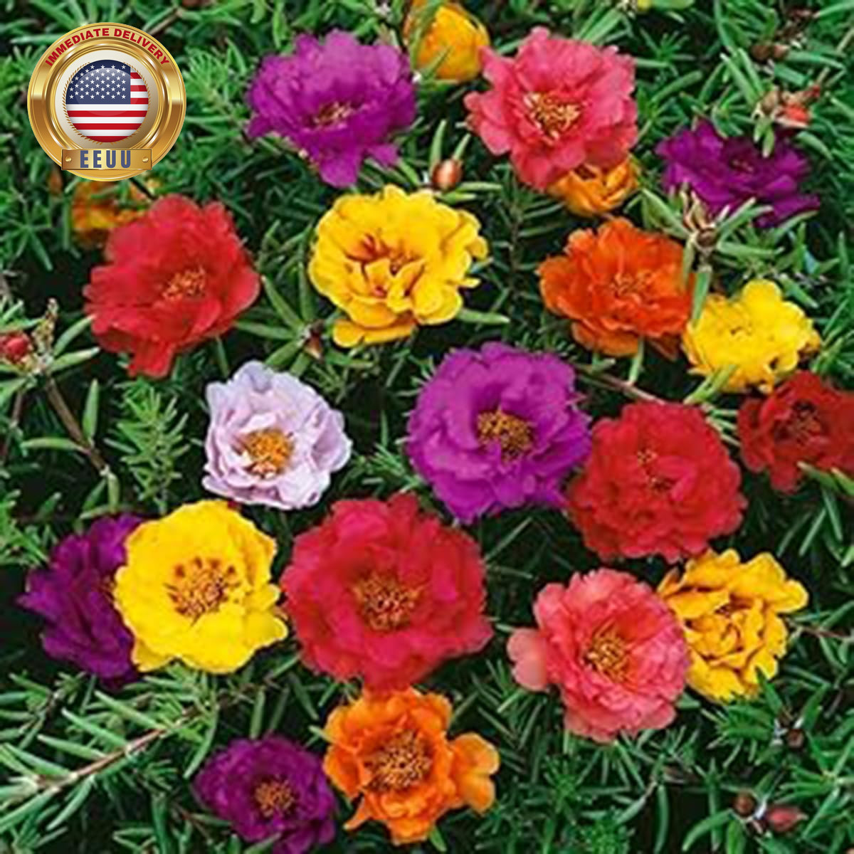 10000+ Portulaca Grandiflora Moss Rose Seeds Mixed Color Spreading for Planting