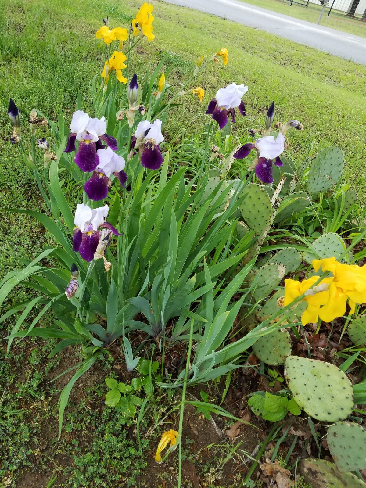 5 MIXED VARIETIES IRIS Rhizomes FREE SHIPPING