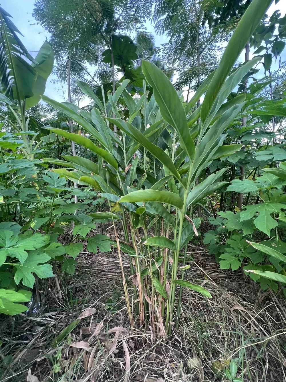1 Galanga Starter Plug Thai Ginger / Siamese Ginger Alpinia galangal