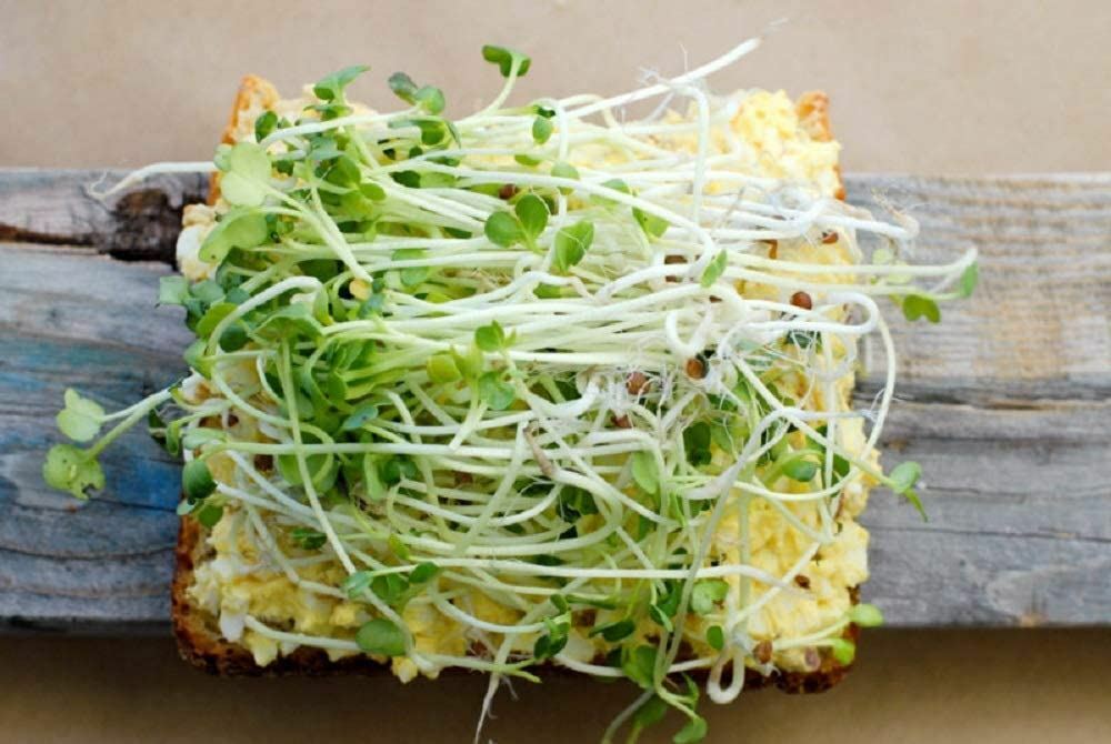 Daikon Radish -“COOL BEANS n SPROUTS” Brand, Radish Daikon Sprouting Seeds.