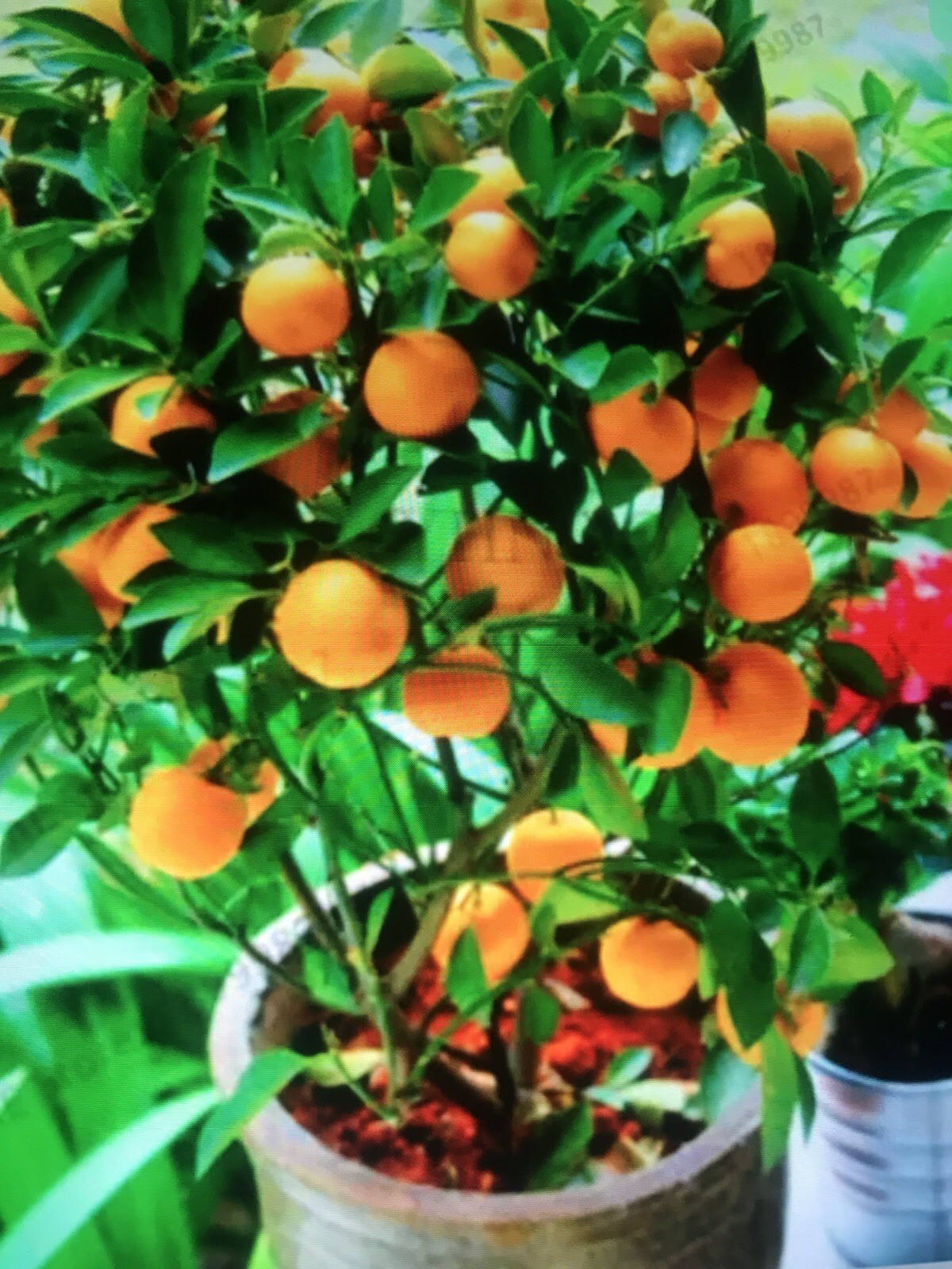 MEIWA KUMQUAT SEED – Sweet Peel Citrus | Container-Friendly Tree- 10 Seeds