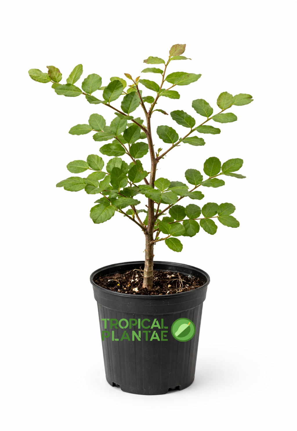 Carob Tree (Ceratonia siliqua) – Live Mediterranean Fruit Tree – Hardy