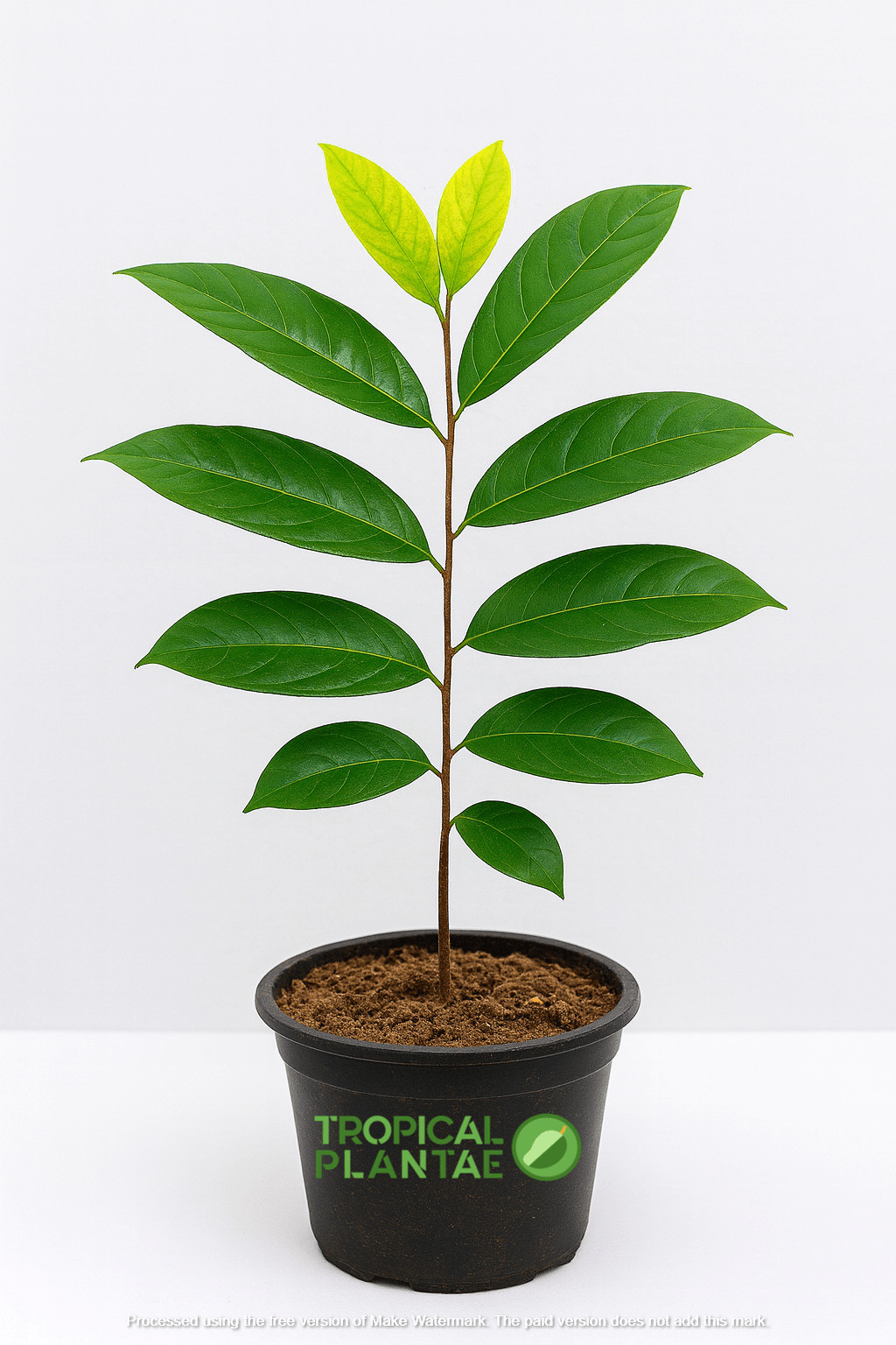 Rambutan Tree Seedling – Live Tropical Starter Plant – Healthy Young Tree – USDA