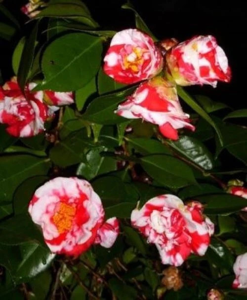 Gigantea~~Camellia Japonica-Live Starter Plant -Highly Variable Blooms!