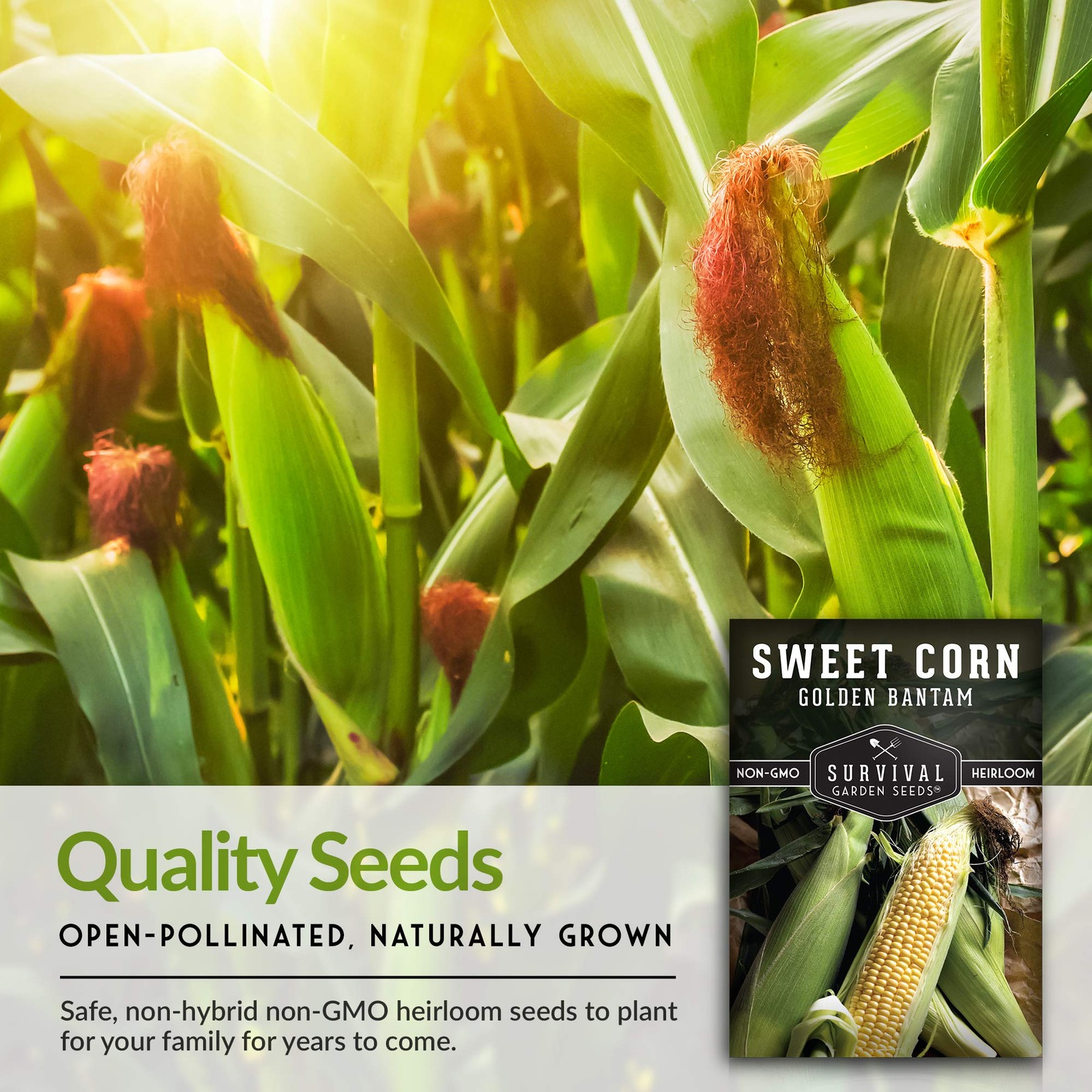 Golden Bantam Sweet Corn Seed for Planting – 1 Pack with Instructions yellow