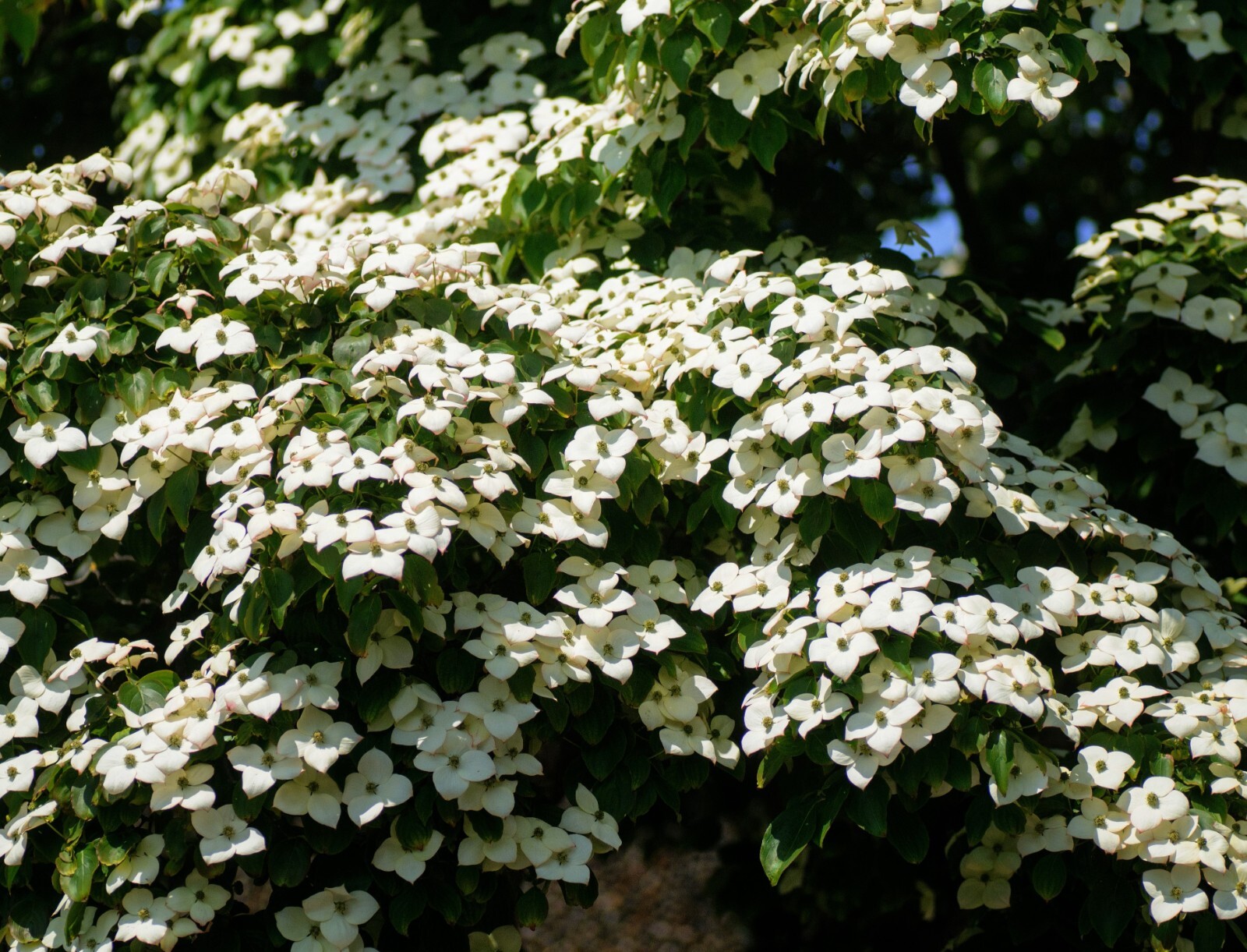 Florida White Flowering Dogwood (Cornus florida) – 30-36 in. Tall Potted Trees