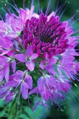 Light Purple Spider Flower (Cleome) 25 Seeds – Comb. S/H