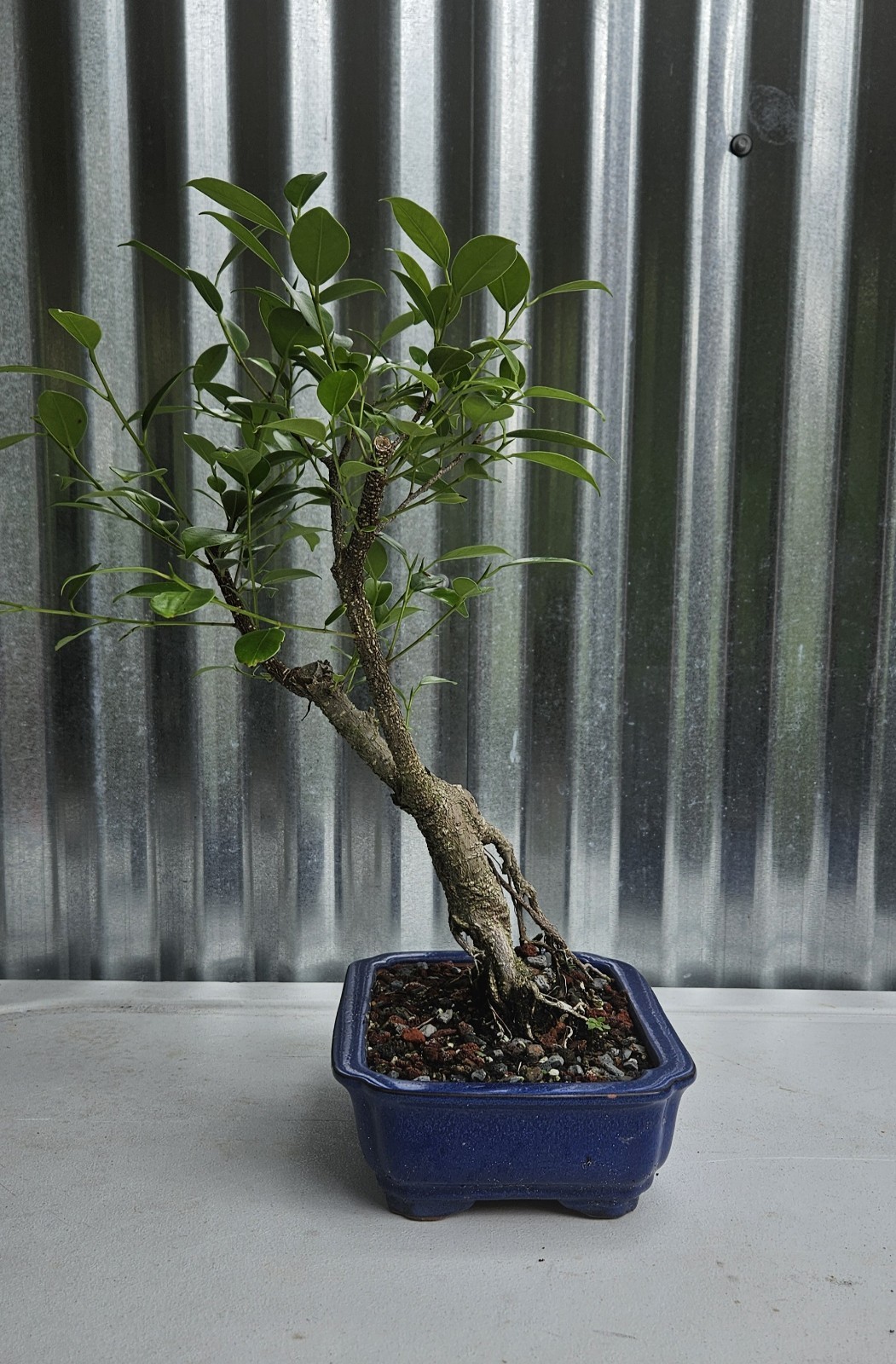 Ficus Bonsai Exposed Roots Nice Nebari