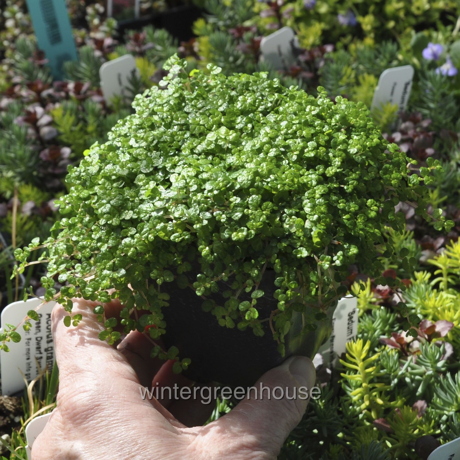 Soleirolia soleirolii, Baby Tears, Green, Container Size: 3″ (2.6×3.5″)