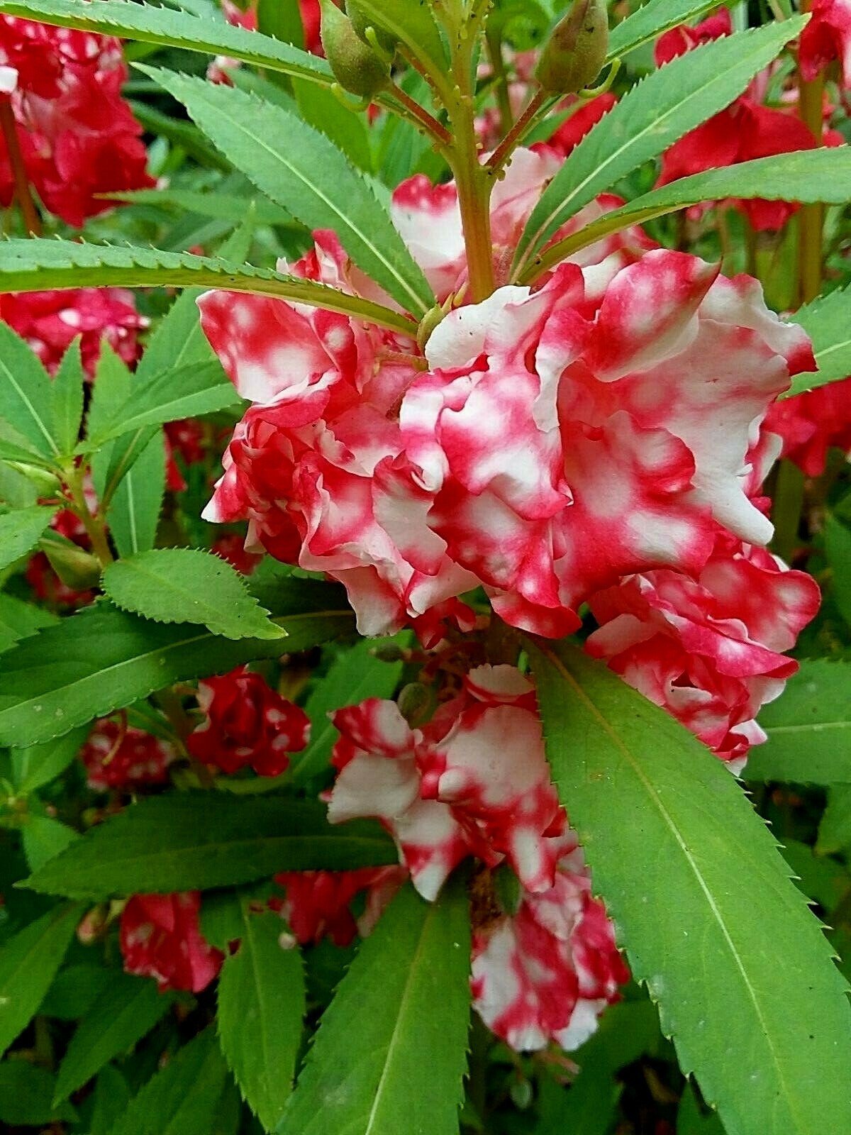 Peppermint Sticks Balsam -25 SEEDS- Beautiful Variegated Flowers Look Like Roses