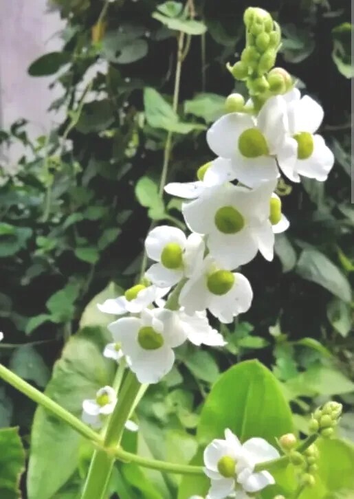 2 Edible Aquatic Broadleaf Arrowhead 茨菇 Sagittaria Latifolia Water Garden Plants
