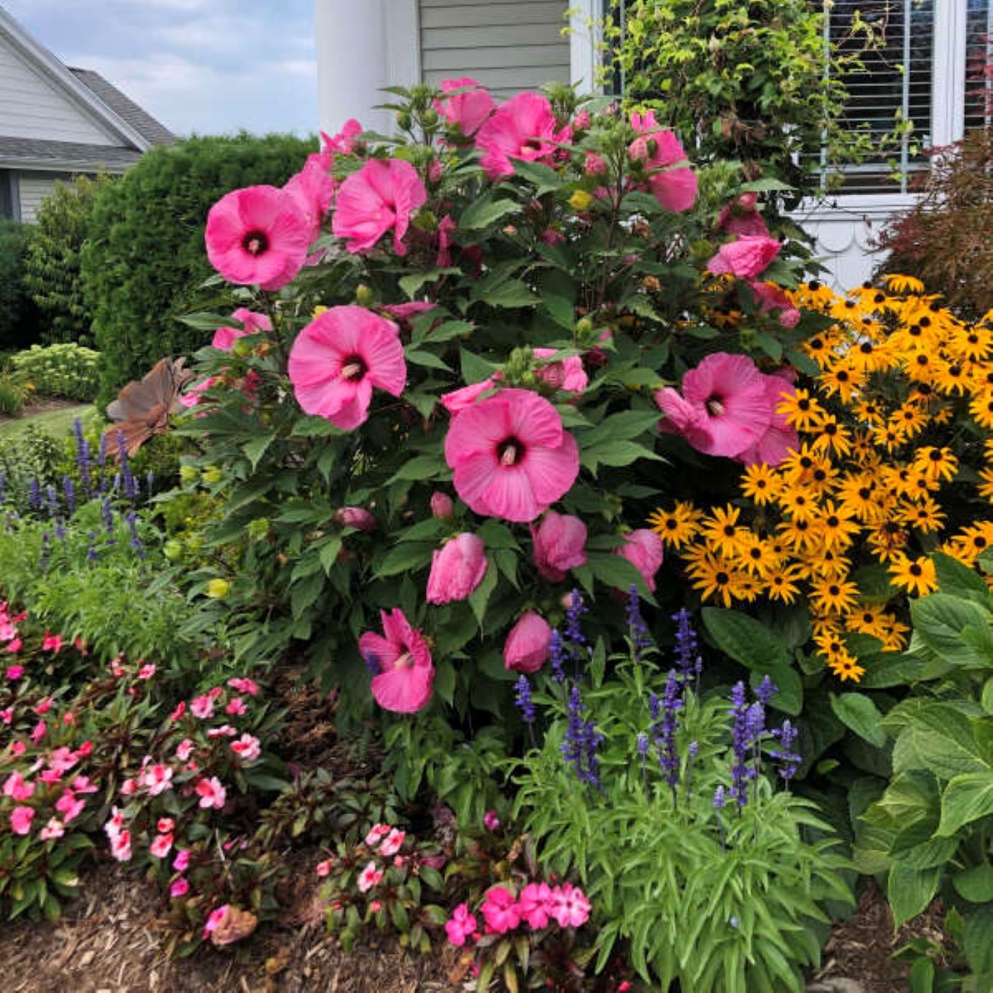 bush hibiscus CANDY CRUSH big pink flowers hardy 2.5″ pot = 1 Live Potted Plant