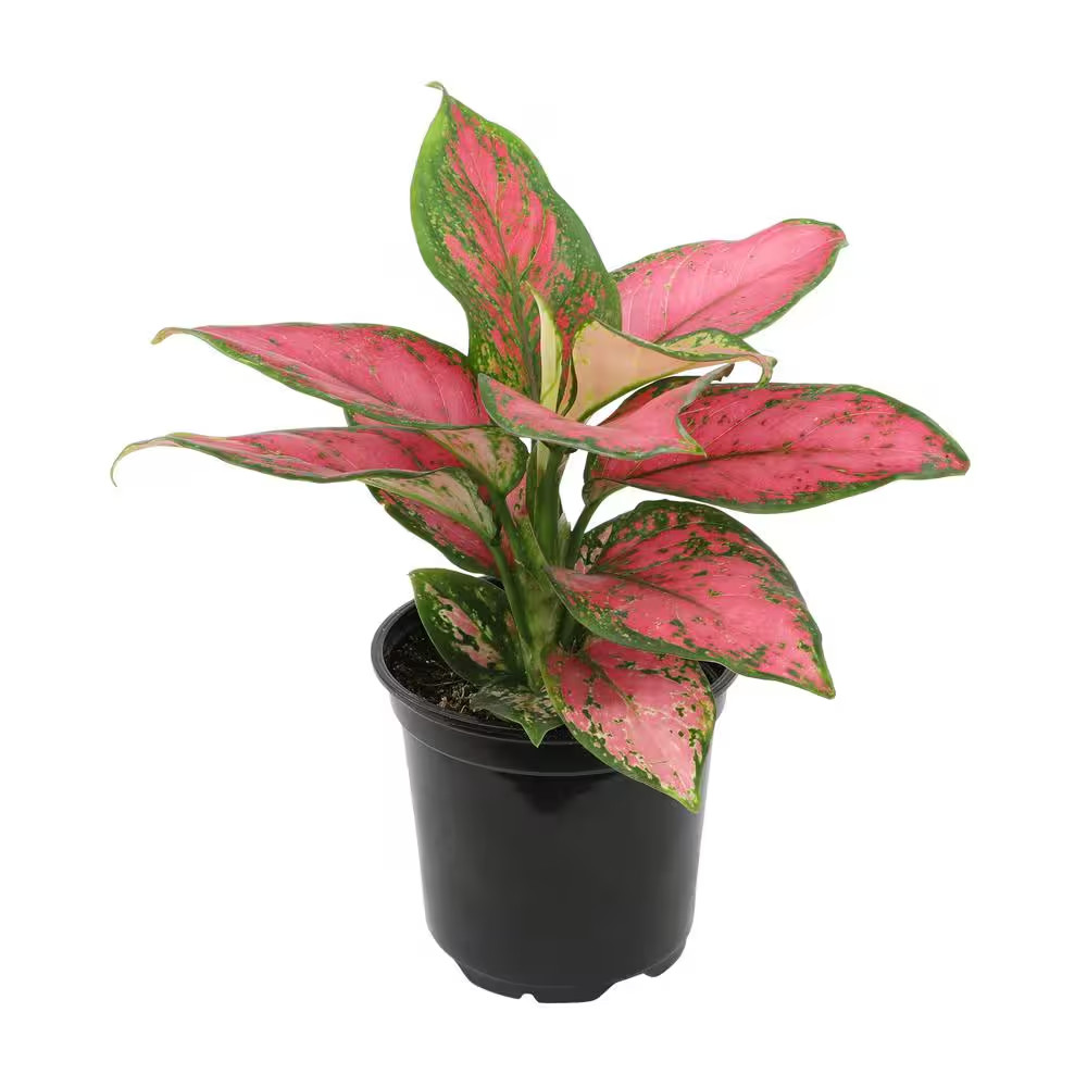 4.25 In. Pink Chinese Evergreen Aglaonema Beauty Live House Plant in Grower Pot