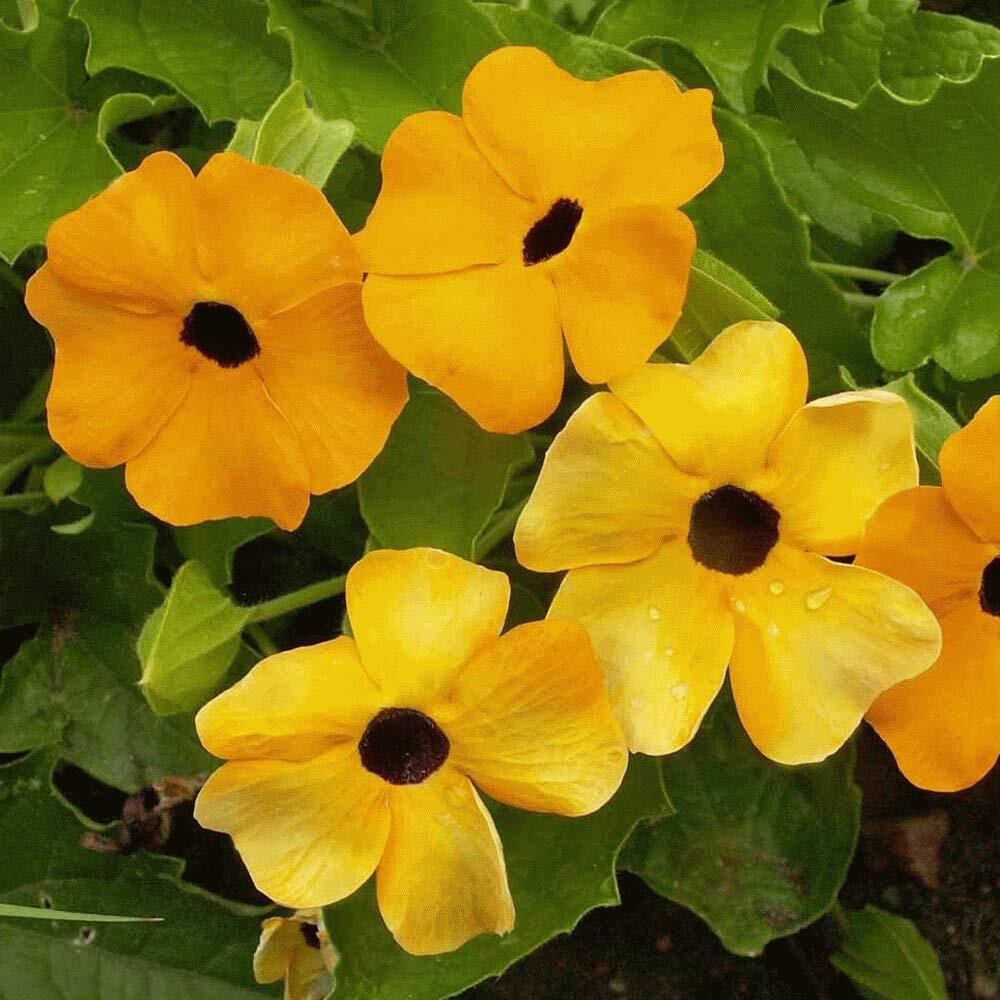100+ Black Eyed Susan Vine Seeds for Planting | Exotic Garden Flowers | Made in