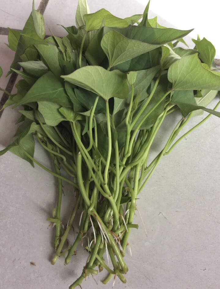 15 Okinawa Sweet Potato Slips- White And Purple Sweet Potato Slips – Khoai Lang