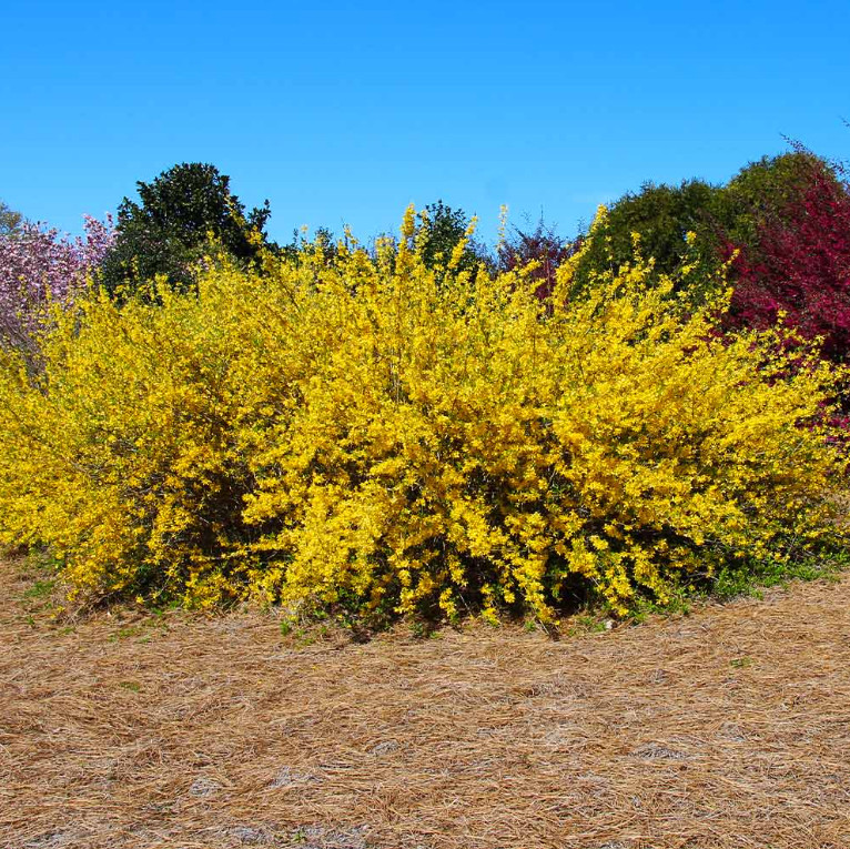 Set of 12 Forsythia Bush Cuttings – Unrooted 5-8″ Tall – Fast Growing Shrub