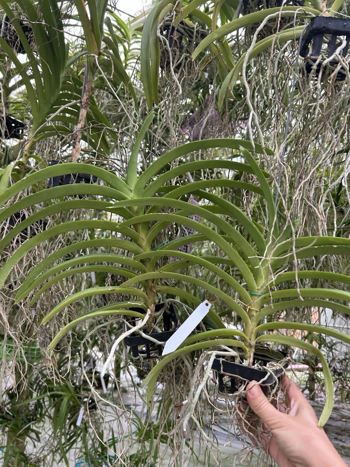 Vanda Roll On Red Bs Fragrant Orchid