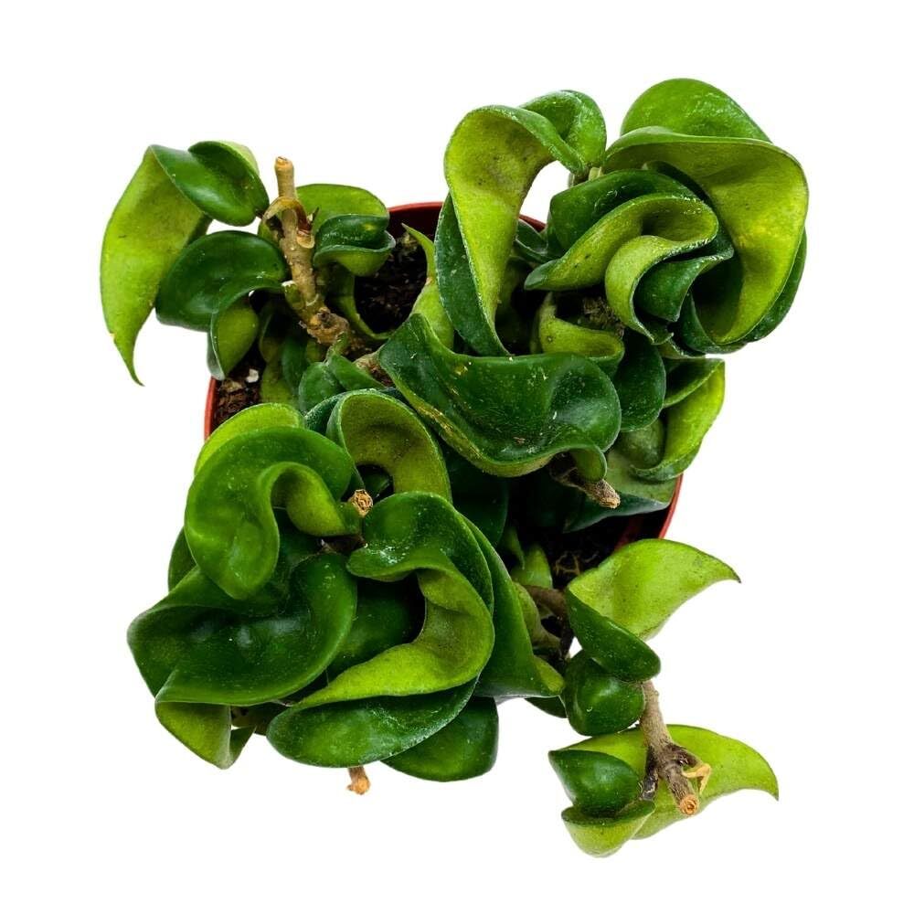 Hoya Hindu Rope, 4 inch Carnosa Compacta Krinkle Kurl Curly Wax Plant