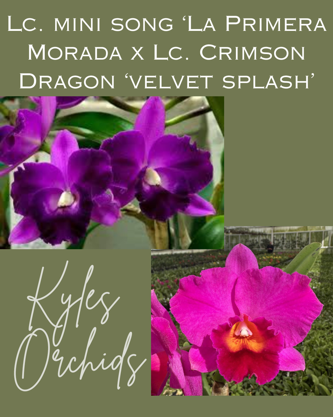 Cattleya La Primera Morada x Lc. Velvet Spalsh, 2.25″ pot, blooming size