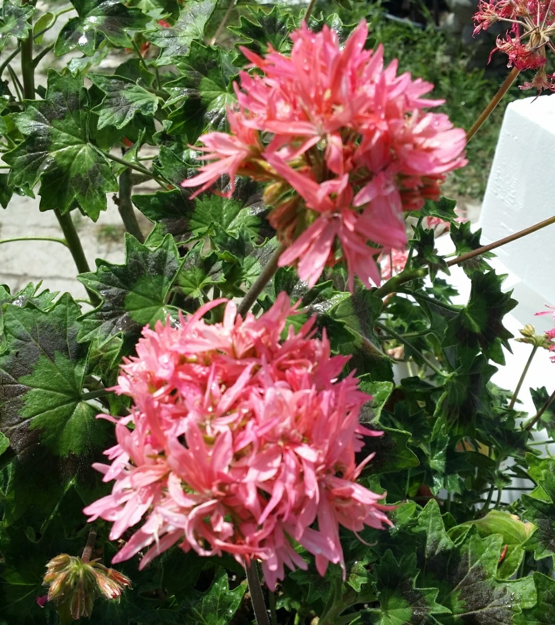 rare Pink Flowering Geranium Outdoor rare Plant Spring Summer