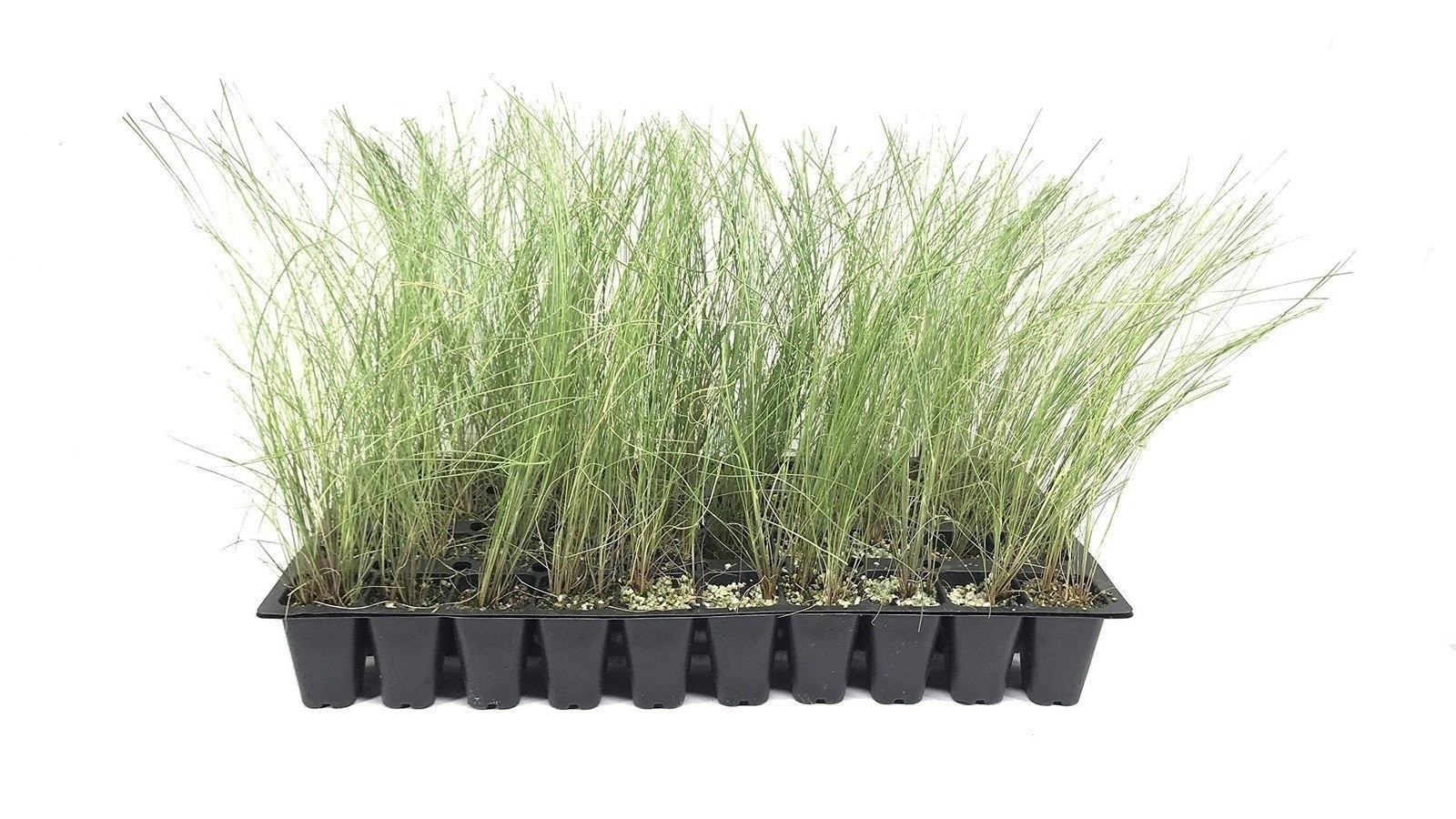 Muhly Grass | 2 Inch | 30 Live Plants | Muhlenbergia | Ornamental Border