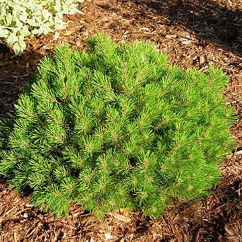 2.5 Qt. Dwarf Mugo Pine Live Shrub with Dark Green Needled Foliage
