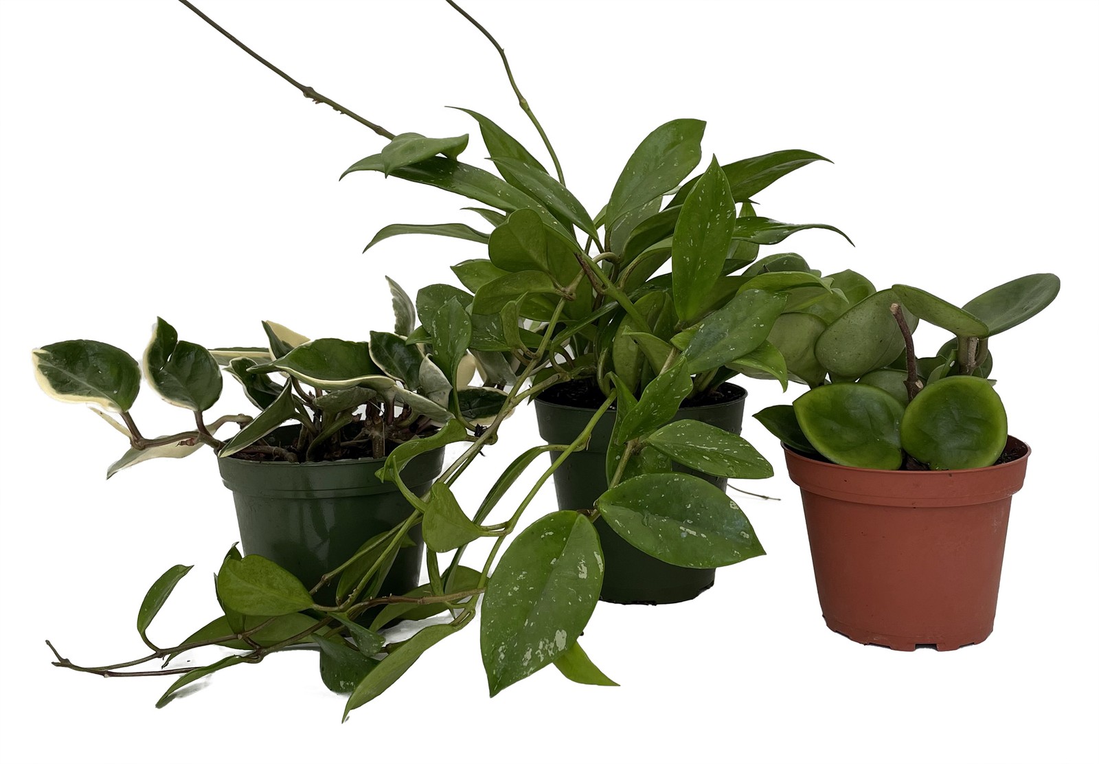Hoya Assortment – 3 Pack in 4″ Pots