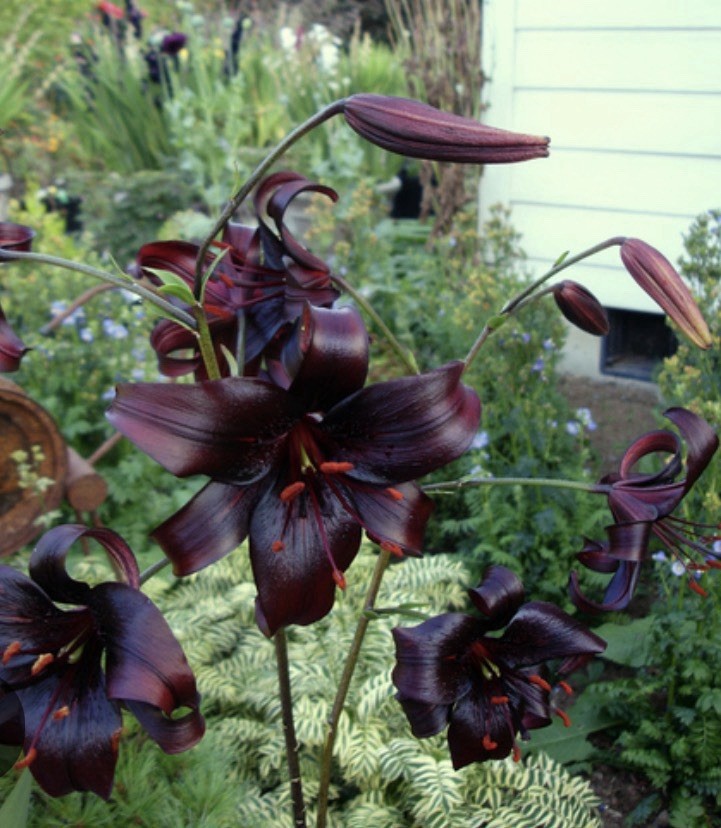 Dark Red/Black Lilium Lily Flowering Outdoor Perennial Plant, 1 Pack