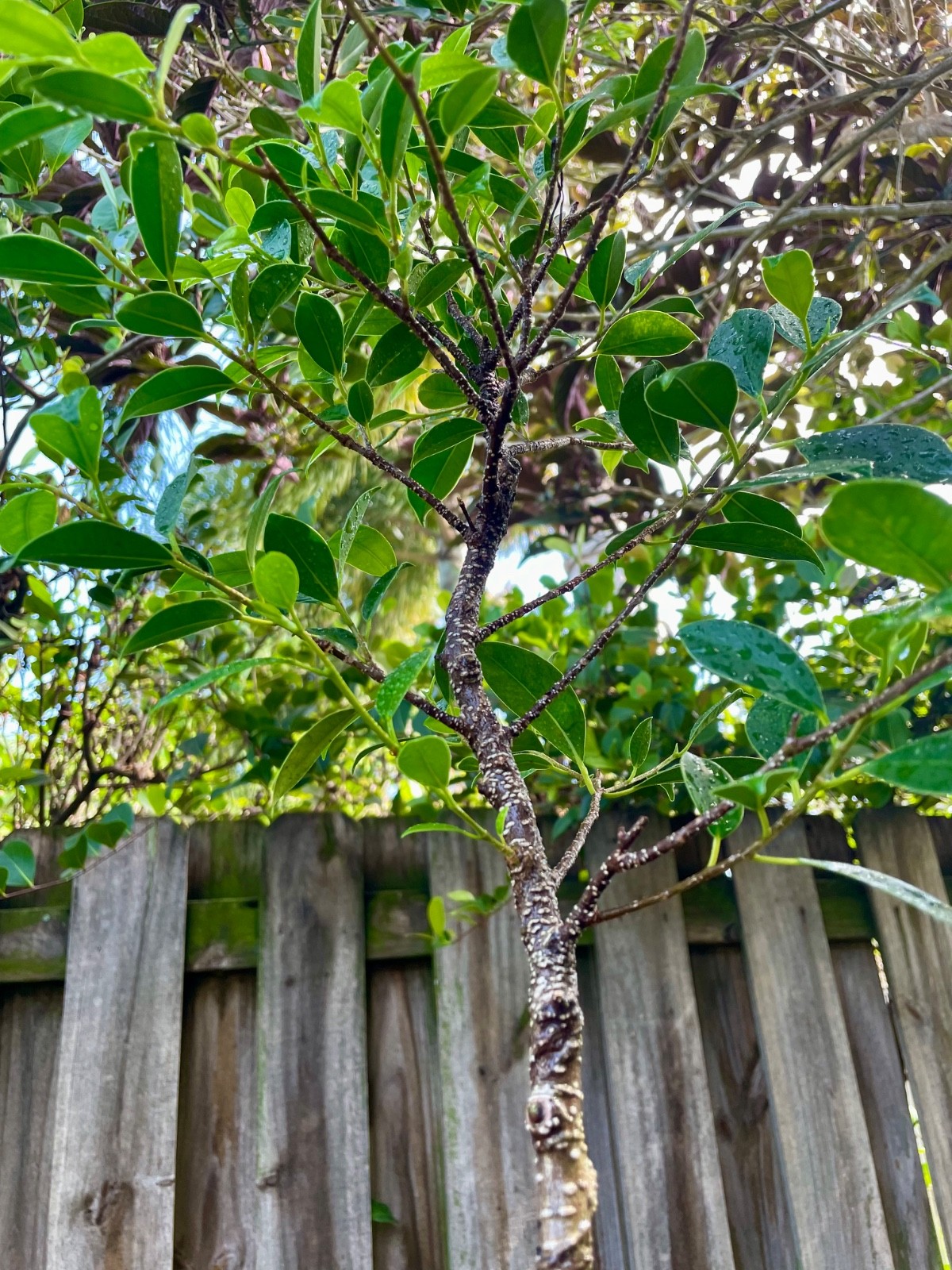 Tigerbark Ficus Bonsai Tree aerial roots 5 years Ariel /Fat trunk