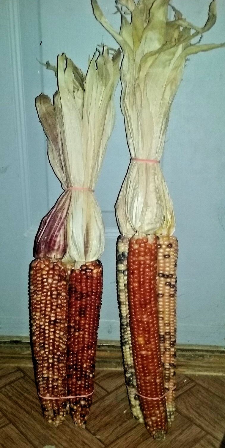 W. Largest Indian Corn- 20 Seeds – Massive Ears! Comb S/H