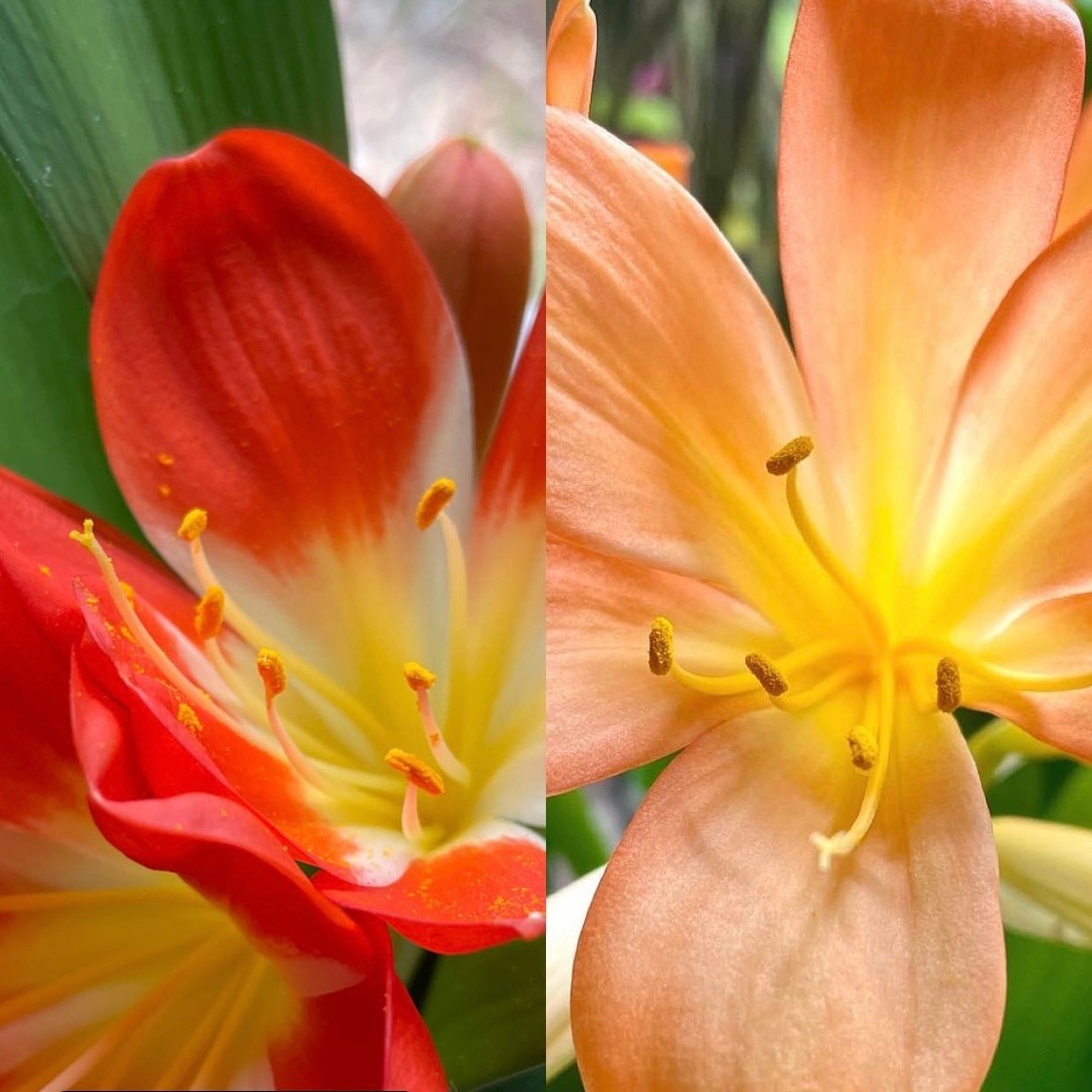Clivia Little Clown x Big Peach seedlings | SapphireChild Orchids