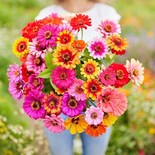 Zinnia CAROUSEL MIX Carnival Colors HeirloomLarge 4″ Blooms! Non-GMO 200 Seeds!