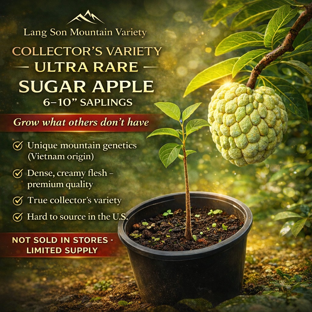 Ultra Rare Sugar Apple Tree 6-10” | Lang Son Vietnam Variety | Live Sapling | US