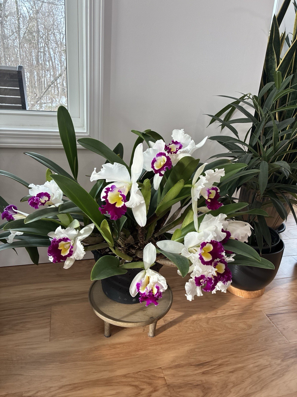 Cattleya Blanche Asaika Yuki FCC/AOS Division