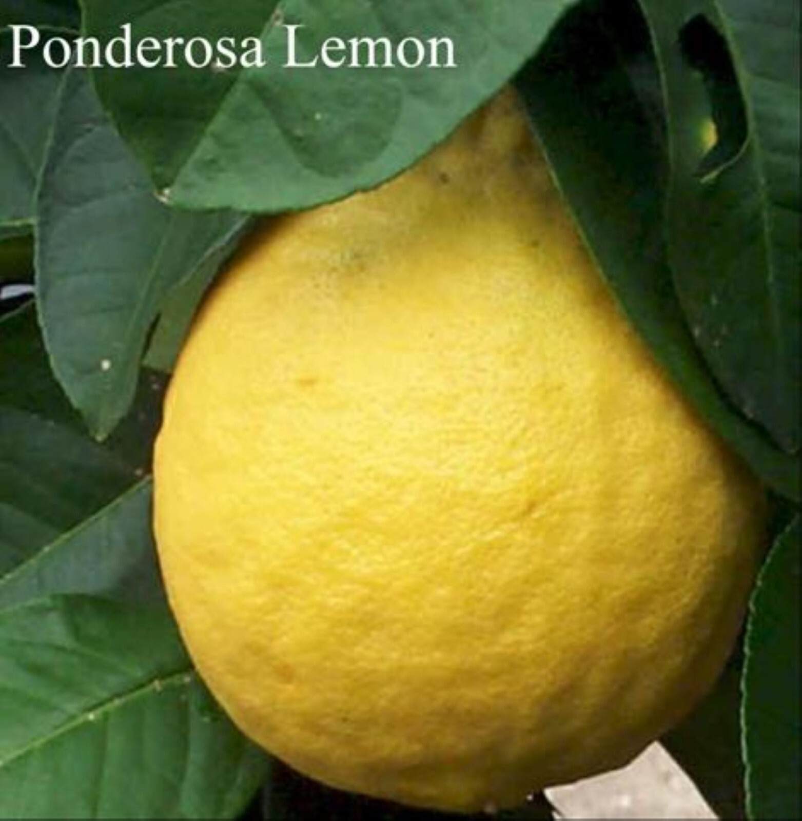 California only!! Ponderosa Lemon Semi Dwarf Tree, 18-36 inches tall, grafted