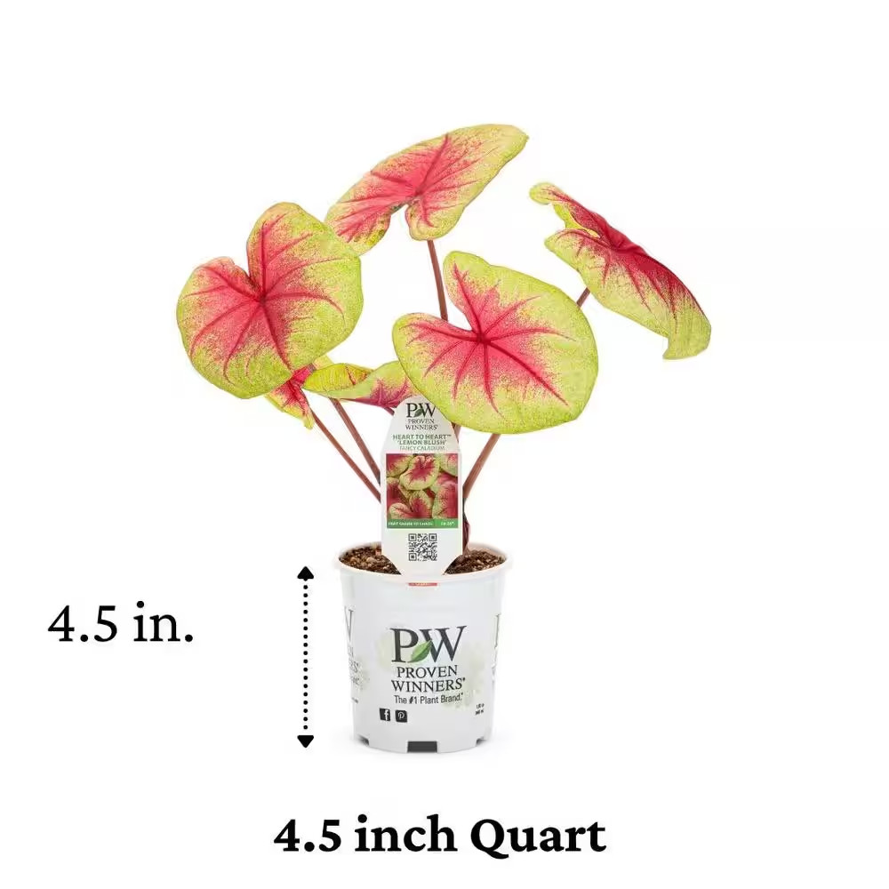 Heart to Heart Lemon Blush Caladium Live Plant, 4.5 In. Quart
