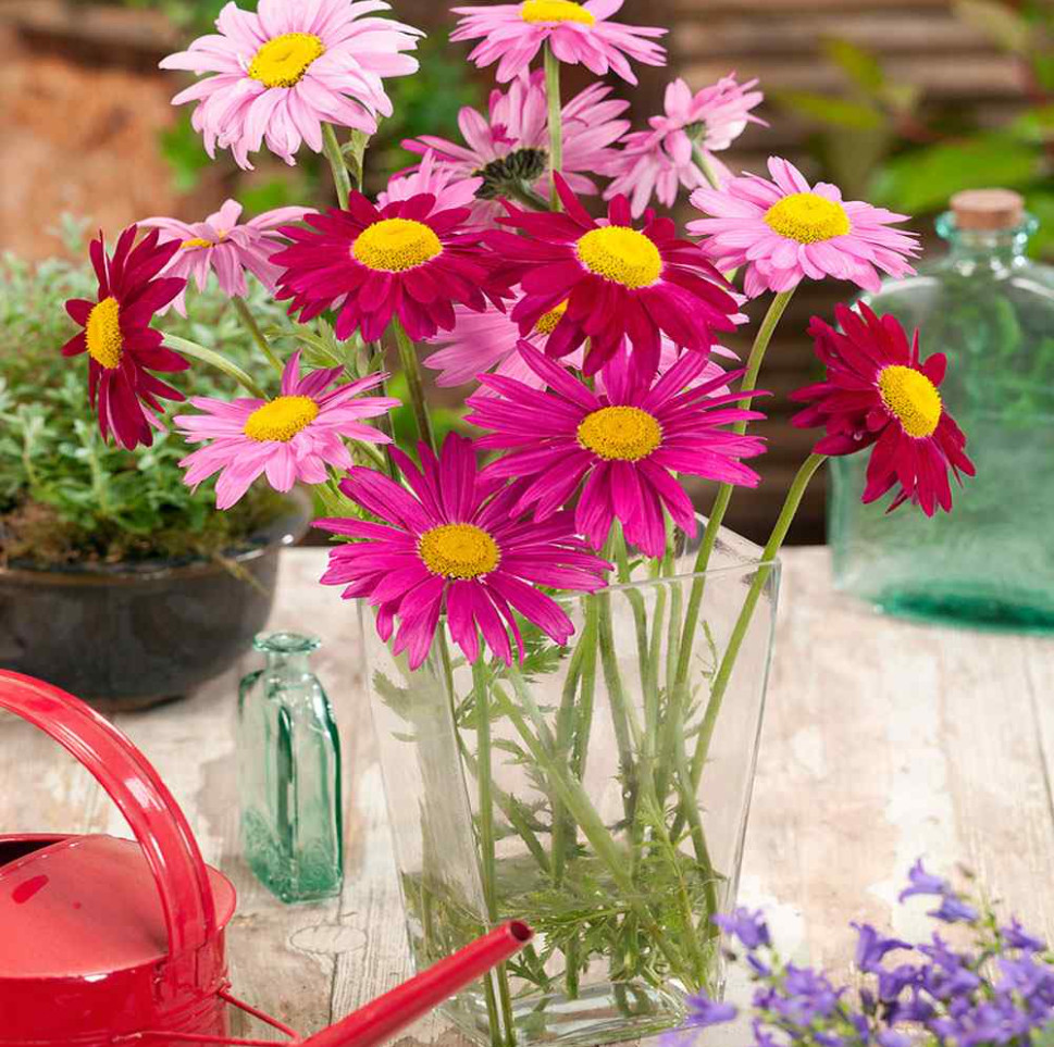 100 Seeds| Robinson’s Mix Daisy Seeds – #N006
