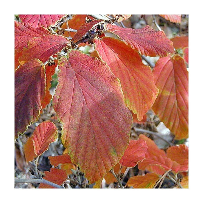 10 FIRE CHARM WITCH HAZEL SEEDS – Hamamelis x intermedia