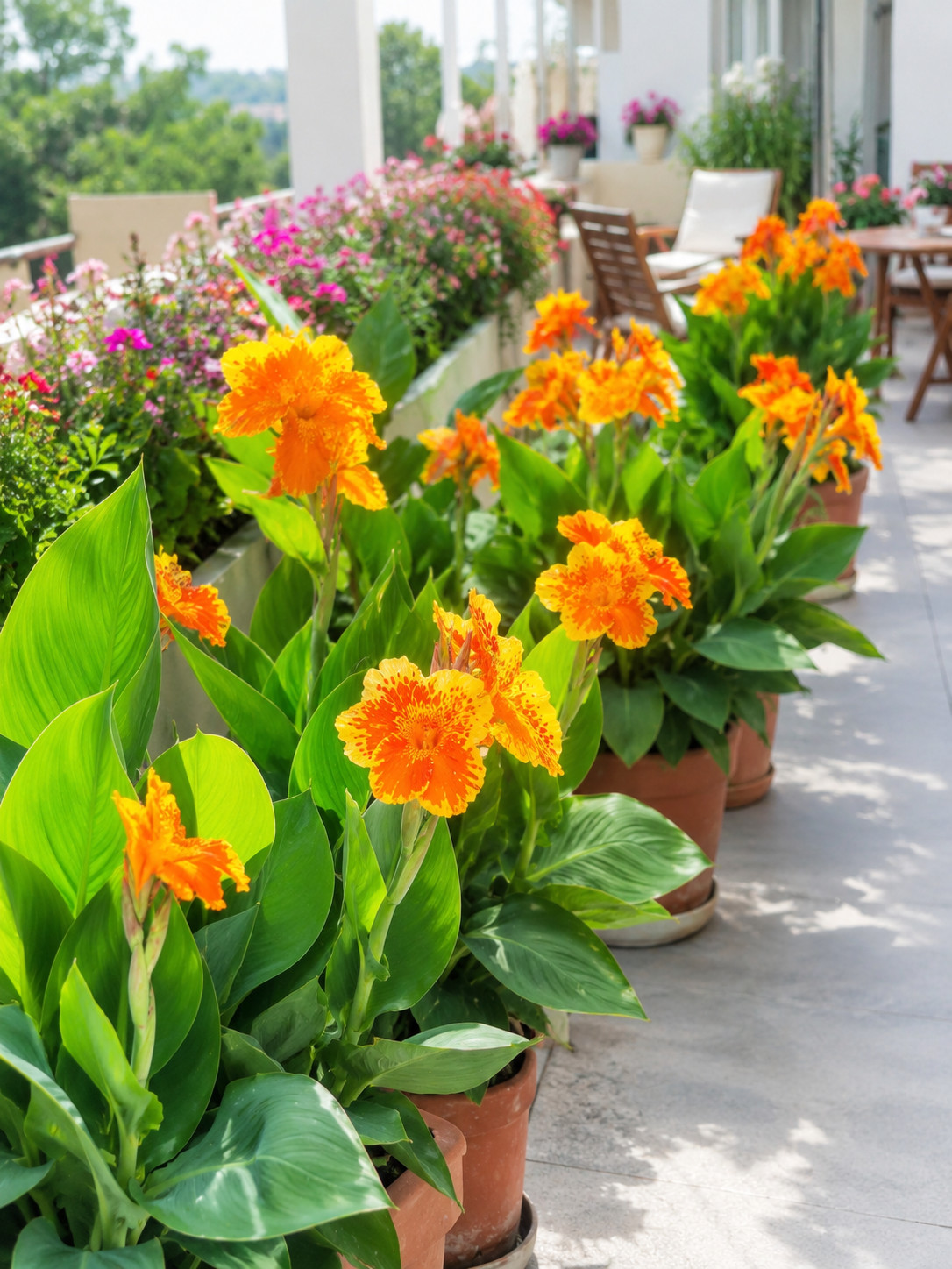 Canna Lily Plant 1 Bulb Yellow King Humbert Rhizome Large Garden Flower Limited